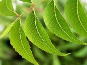 neem leaves 